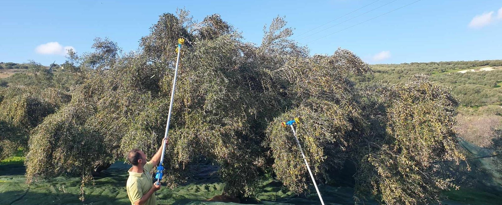 Παραδοσιακή Ελιά